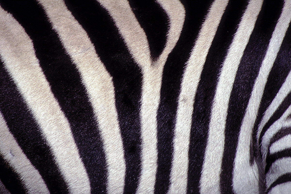 IMG0009.JPG