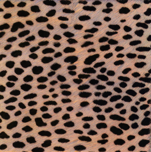 LEOPARD.JPG