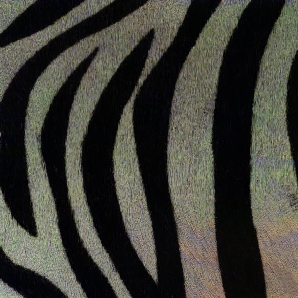 ZEBRA1.JPG