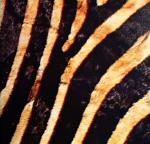 ZEBRA2.JPG