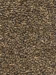 SUNSEEDS.JPG