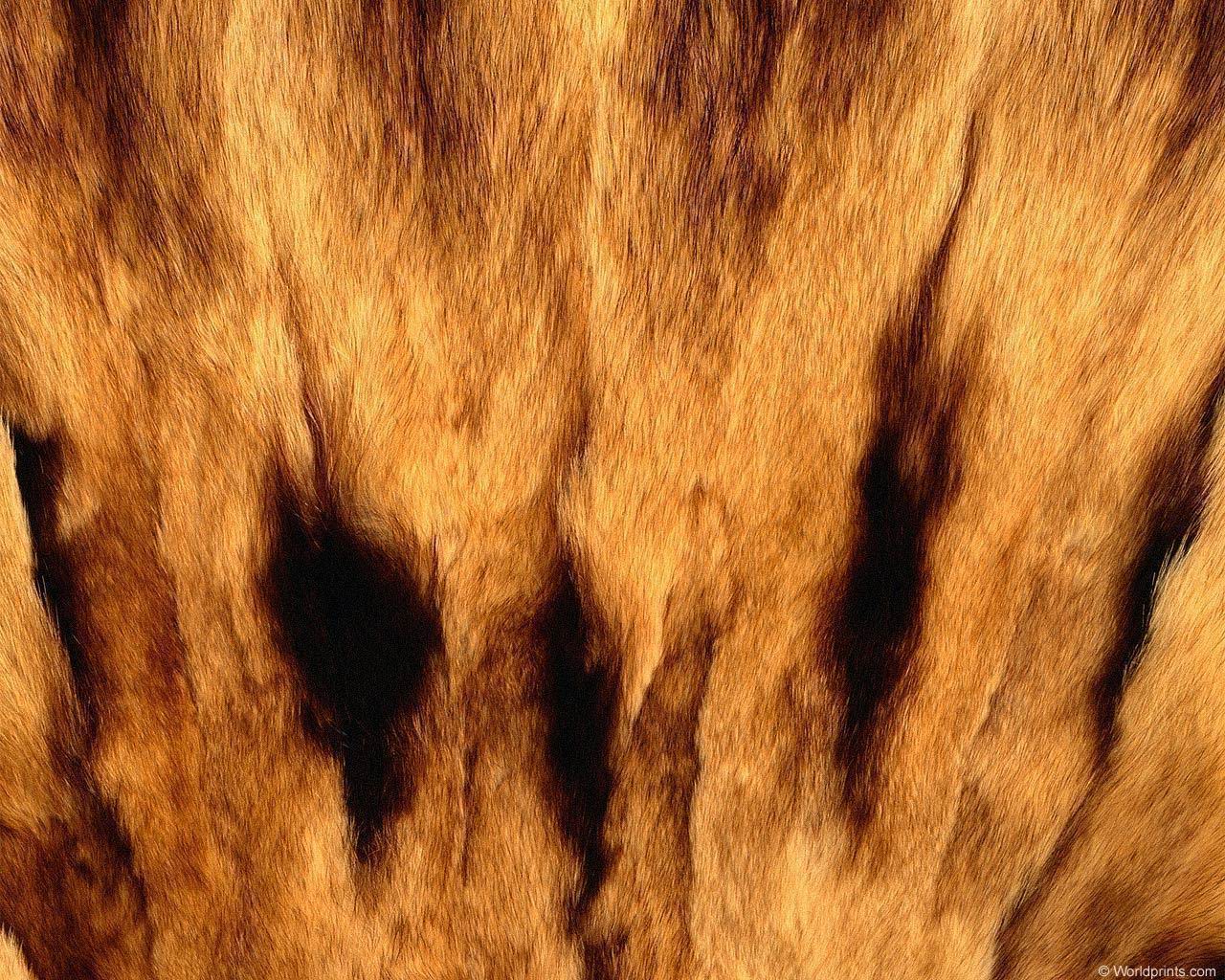 animal_patterns_61.jpg