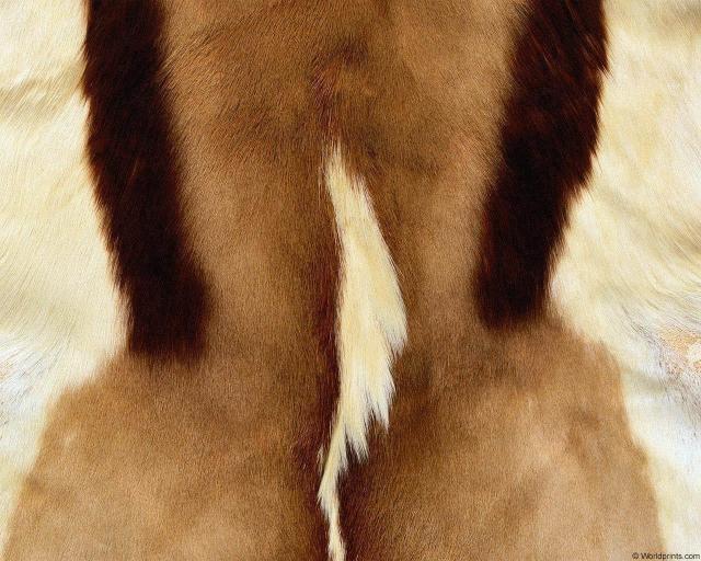 animal_patterns_62.jpg