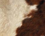 animal_patterns_63.jpg