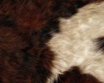 animal_patterns_69.jpg