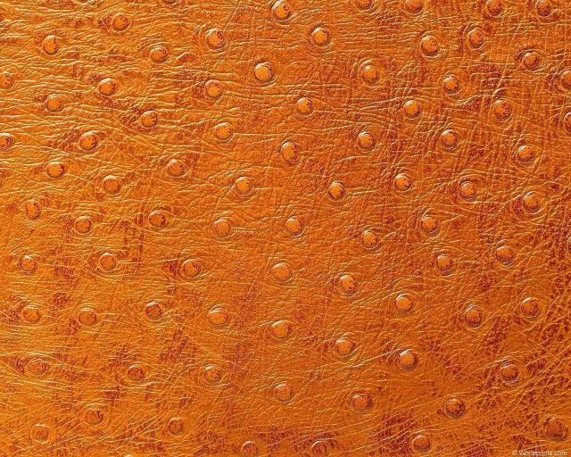 animal_patterns_17.jpg