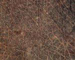 animal_patterns_20.jpg