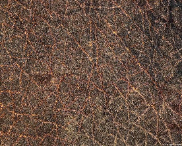 animal_patterns_20.jpg