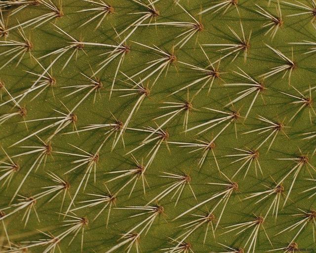 cactus.jpg