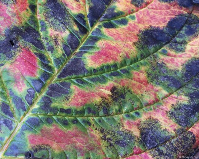 fall_leaf001.jpg