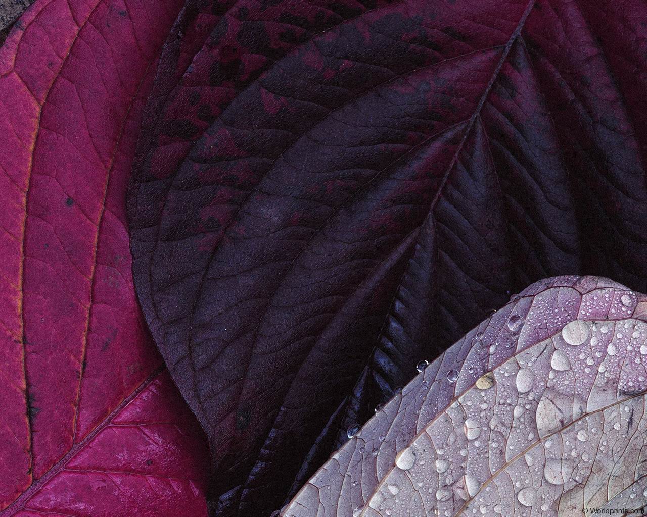 fall_leaves004-_1.jpg
