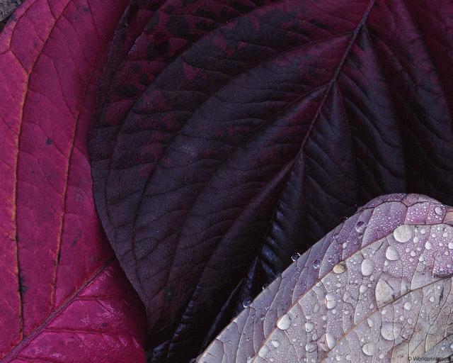 fall_leaves004-_1.jpg