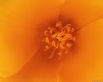 flower.jpg