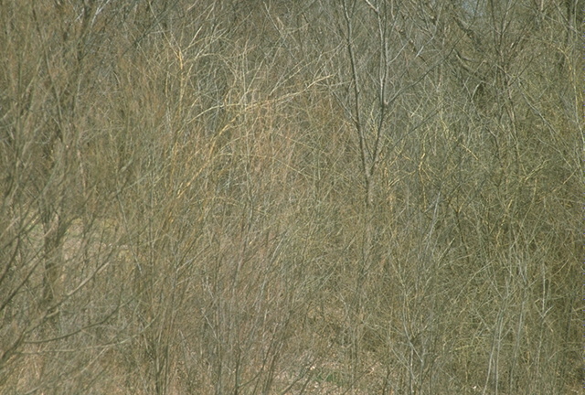 TREEZ86.JPG