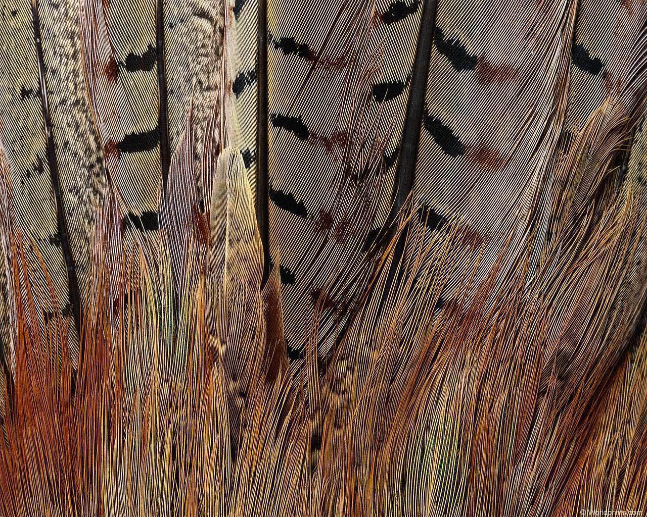animal_patterns_11.jpg
