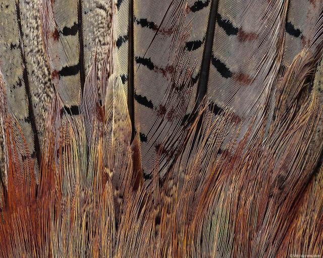 animal_patterns_11.jpg