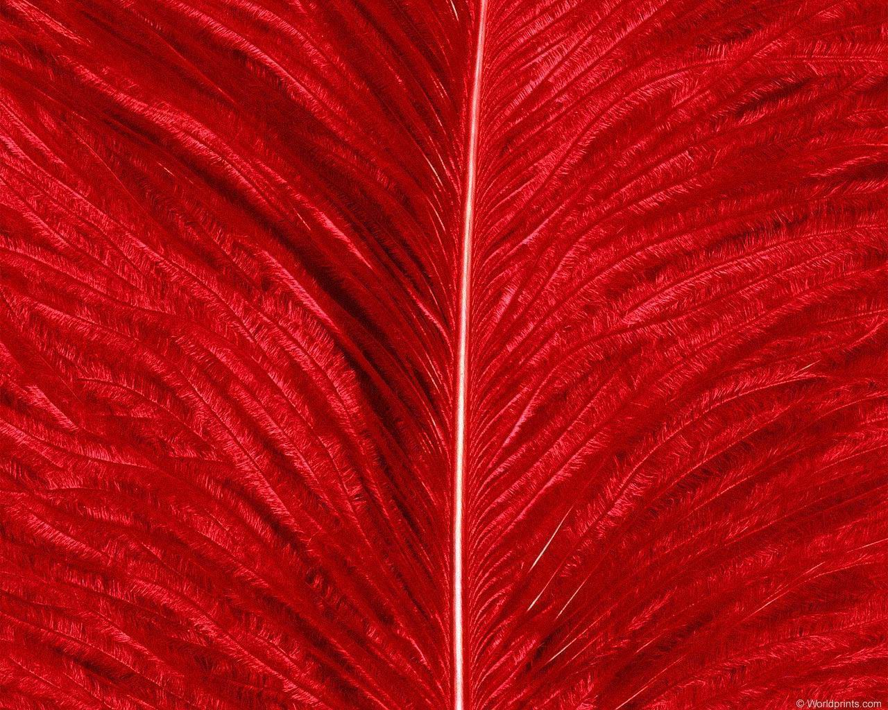 animal_patterns_12.jpg