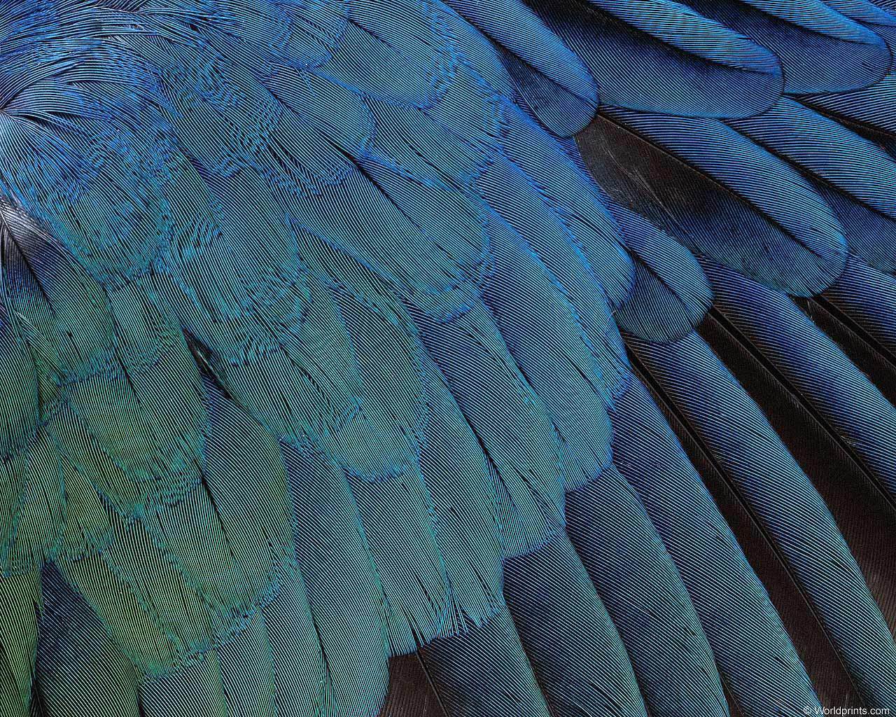 animal_patterns_4.jpg