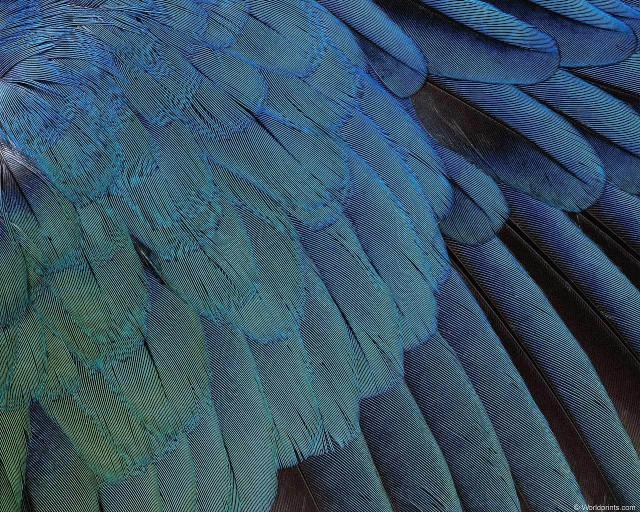 animal_patterns_4.jpg
