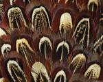 animal_patterns_7.jpg