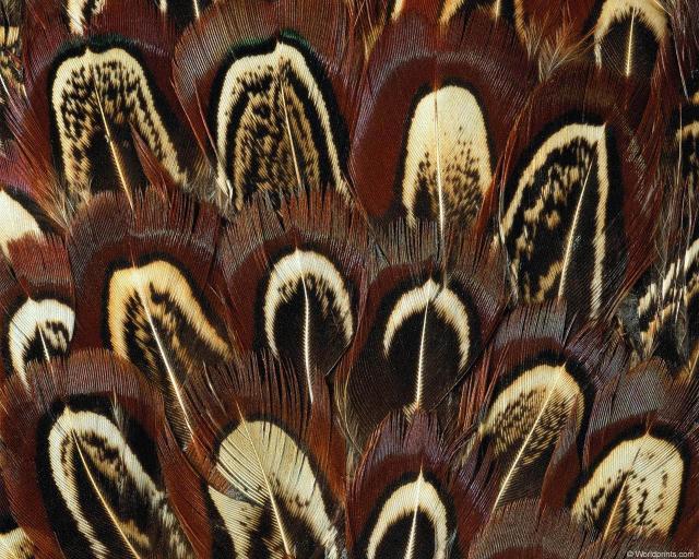 animal_patterns_7.jpg