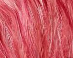animal_patterns_9.jpg