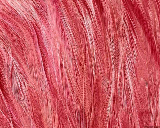 animal_patterns_9.jpg