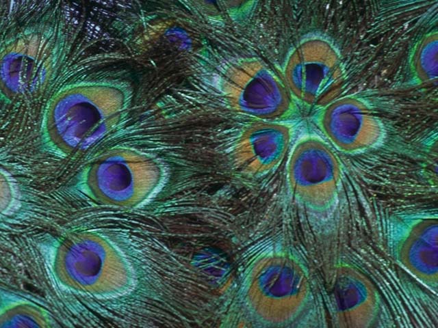 FEATHER3.JPG