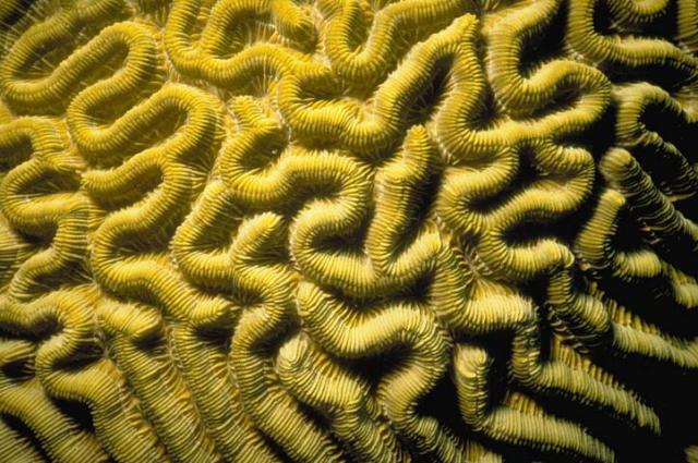 CORAL2.JPG