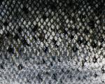 Scales