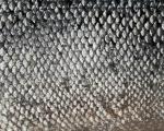 animal_patterns_30.jpg