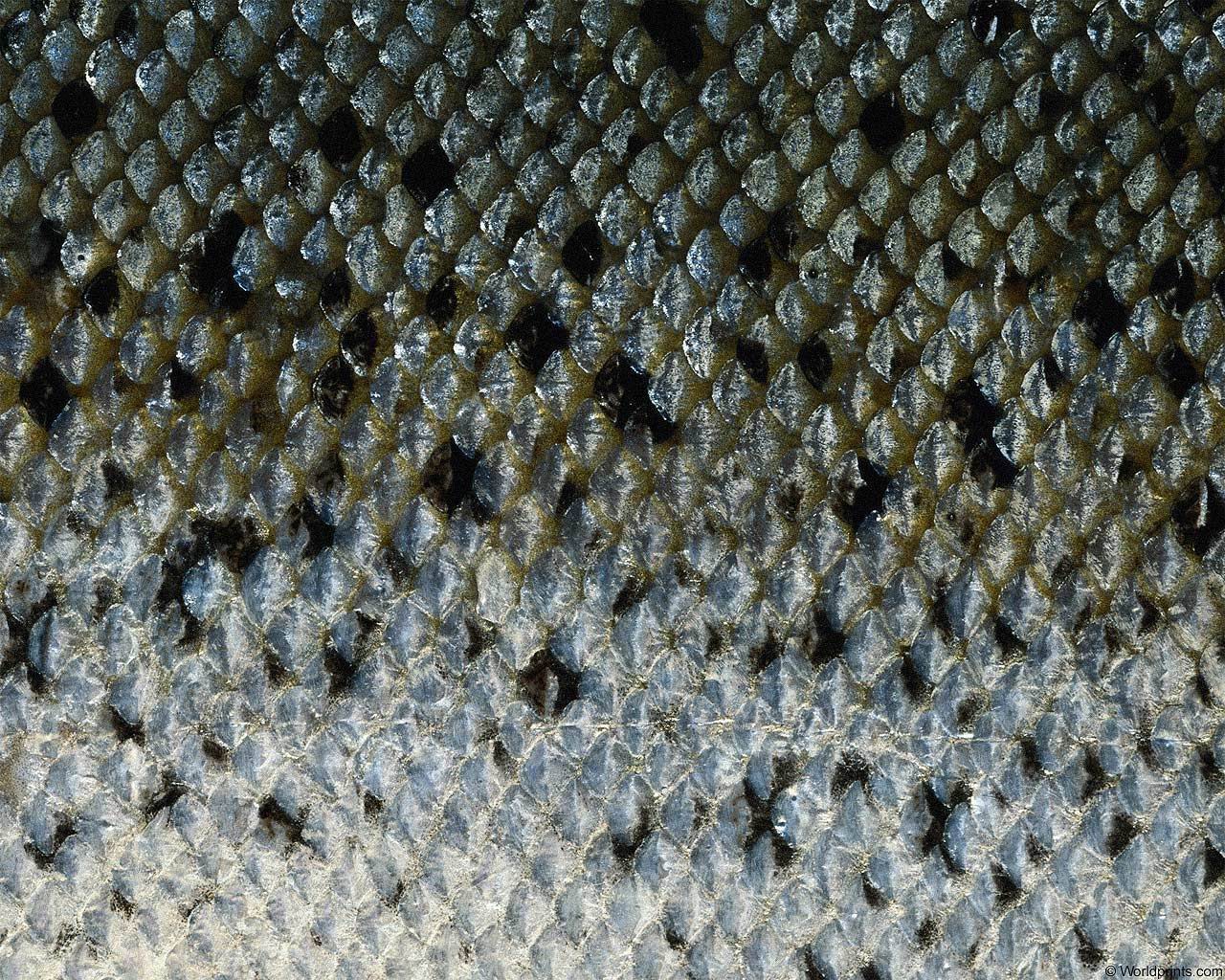 animal_patterns_33.jpg