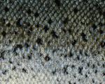 animal_patterns_33.jpg