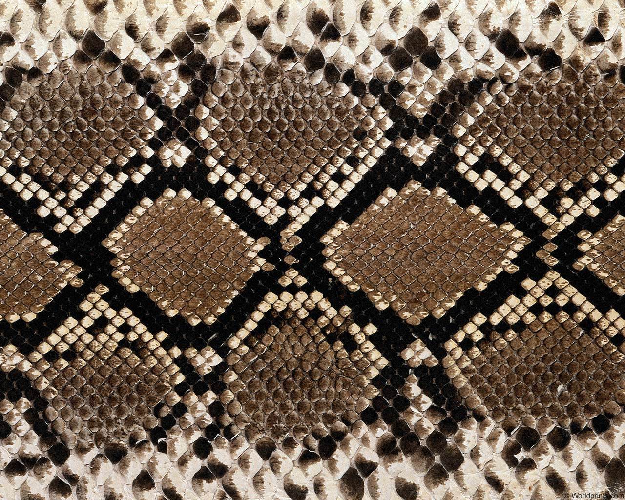 animal_patterns_34.jpg