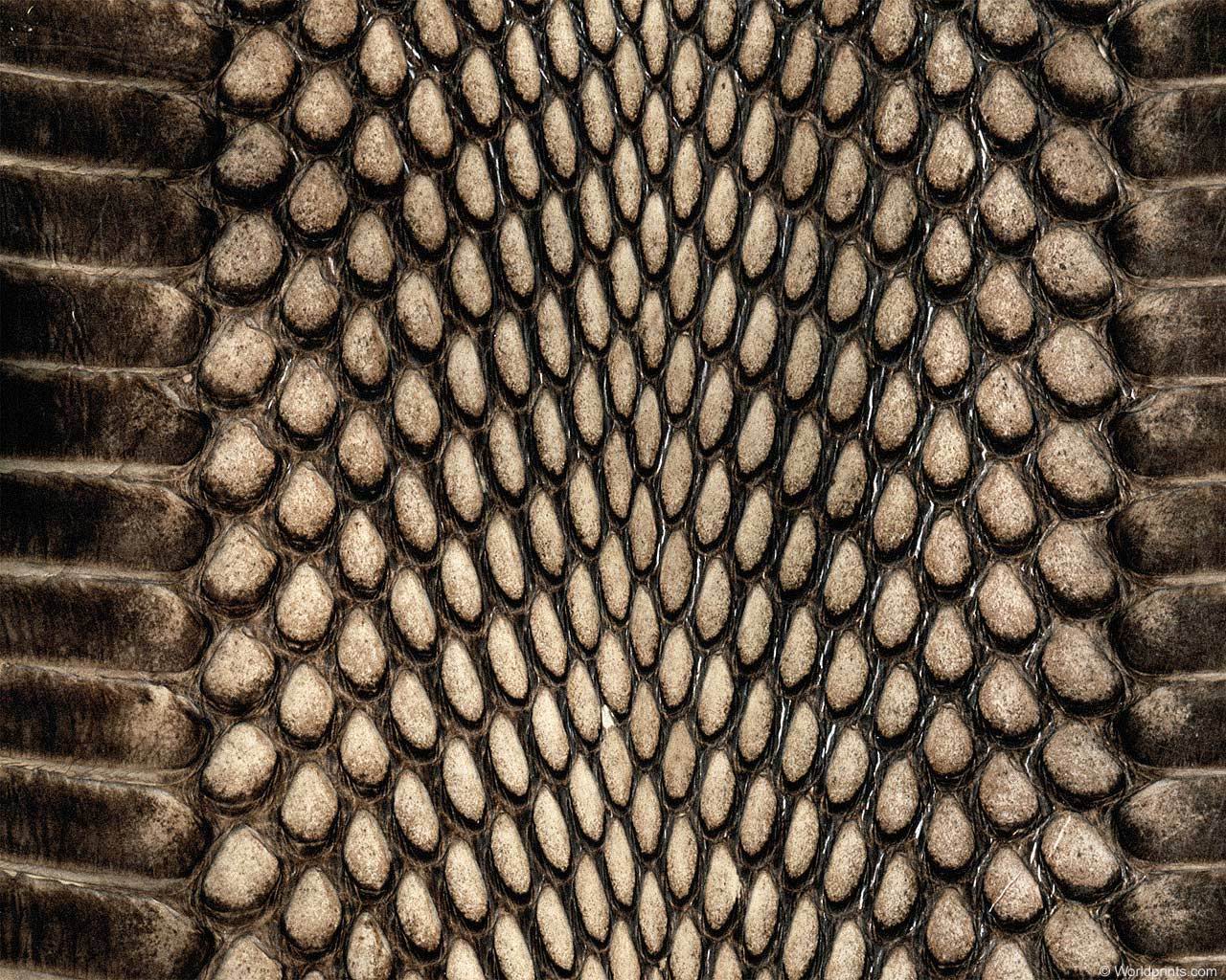 animal_patterns_36.jpg