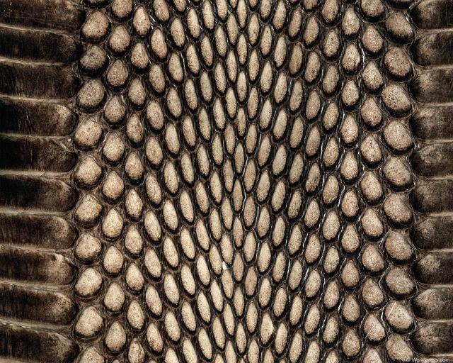 animal_patterns_36.jpg