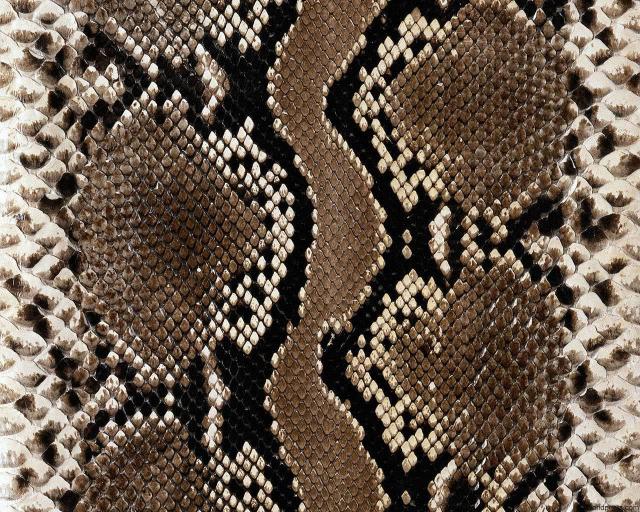 animal_patterns_37.jpg