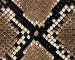 animal_patterns_38.jpg