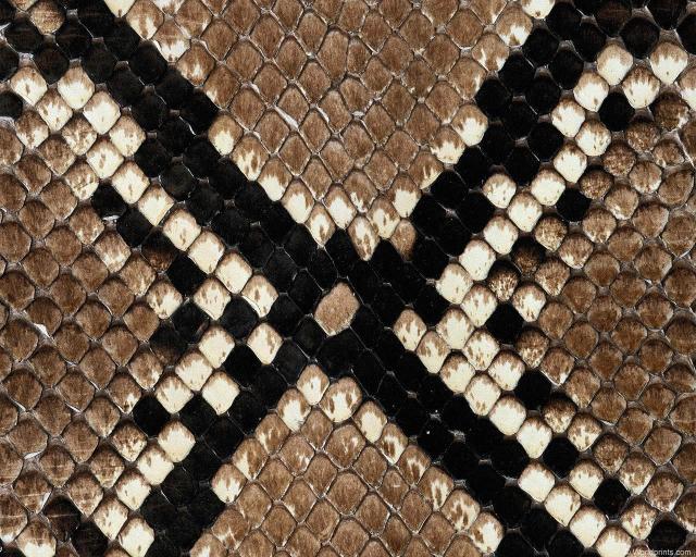 animal_patterns_38.jpg