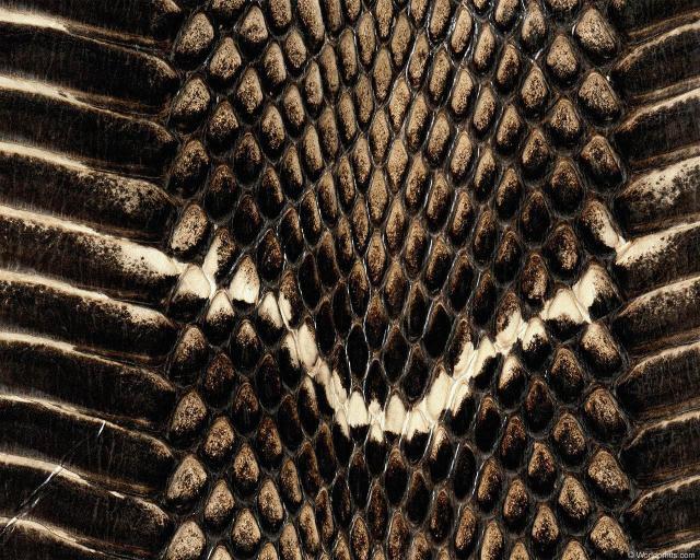 animal_patterns_39.jpg
