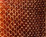 animal_patterns_43.jpg