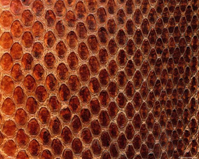 animal_patterns_43.jpg