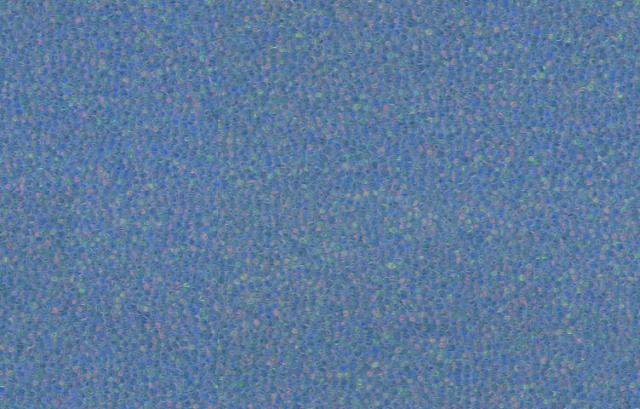 bluebullfrog.jpg