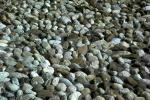 PEBBLES1.JPG