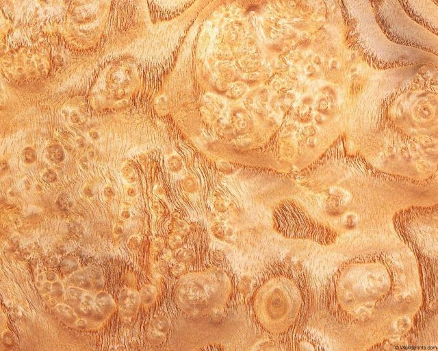ashburl.jpg
