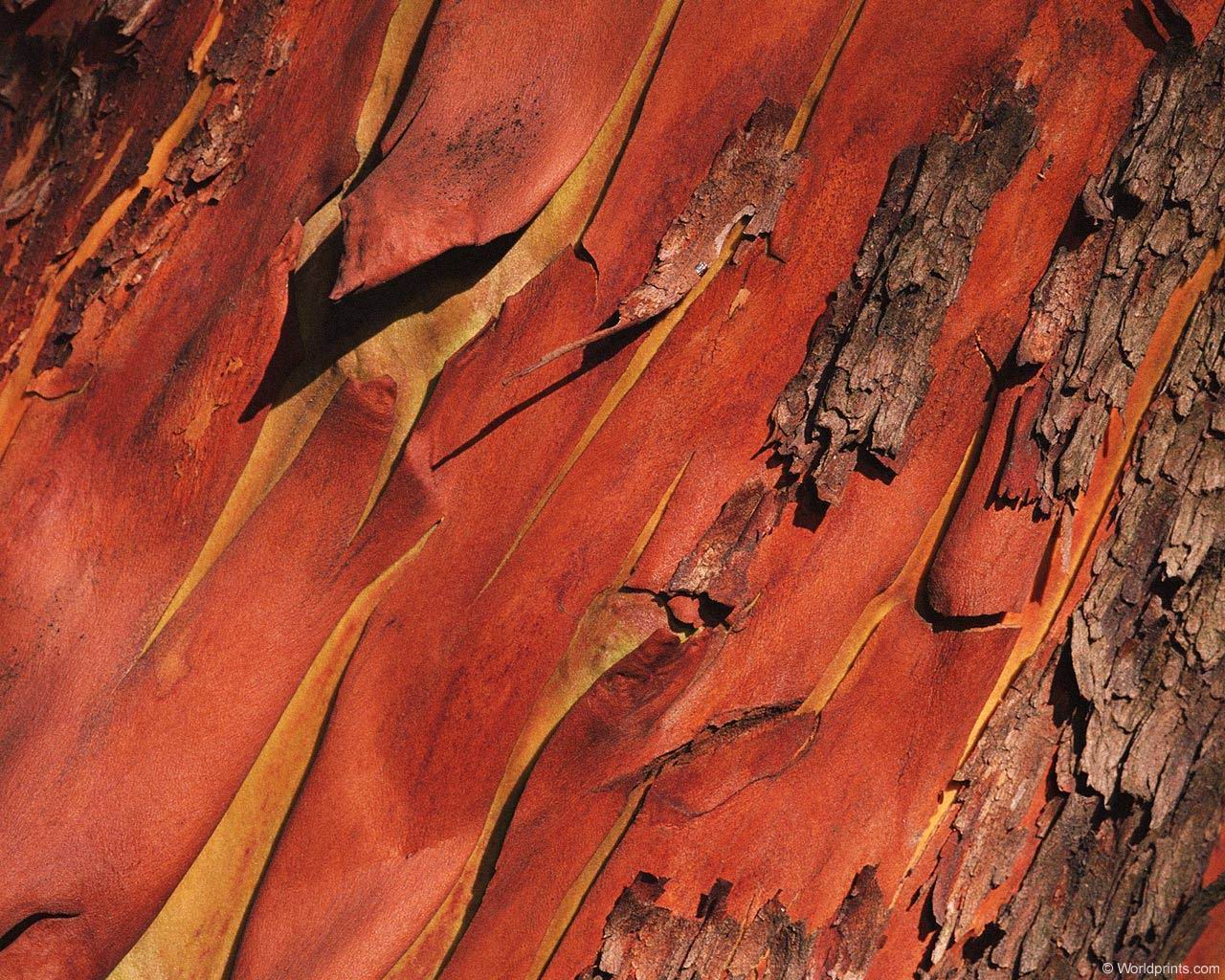 bark001.jpg