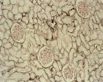 cells2.jpg