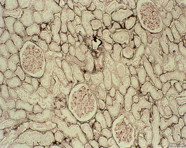 cells2.jpg