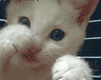 Белый боксирующий кот