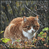 Рыжий кот под дождем